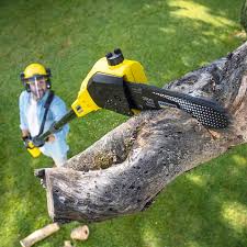 Best Arborist Consultation Services  in Baytown, TX
