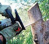 Professional Tree Services in Baytown, TX