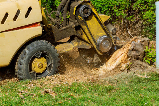 Best Lot and Land Clearing  in Baytown, TX