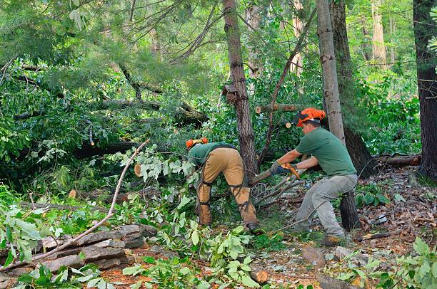  Baytown, TX Tree Services Pros