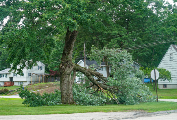 How Our Tree Care Process Works  in  Baytown, TX