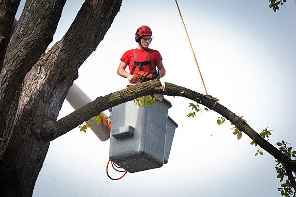 Best Fruit Tree Pruning  in Baytown, TX