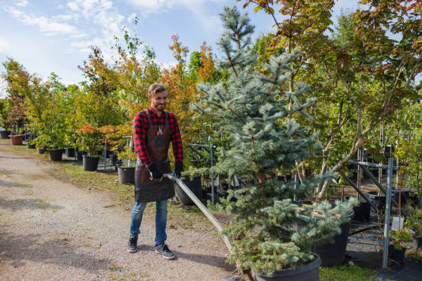 Trusted Baytown, TX Tree Services Experts