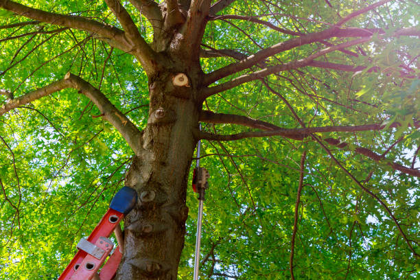 Best Tree Preservation Services  in Baytown, TX